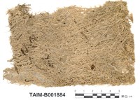 藏品(白齒泥炭苔)的圖片